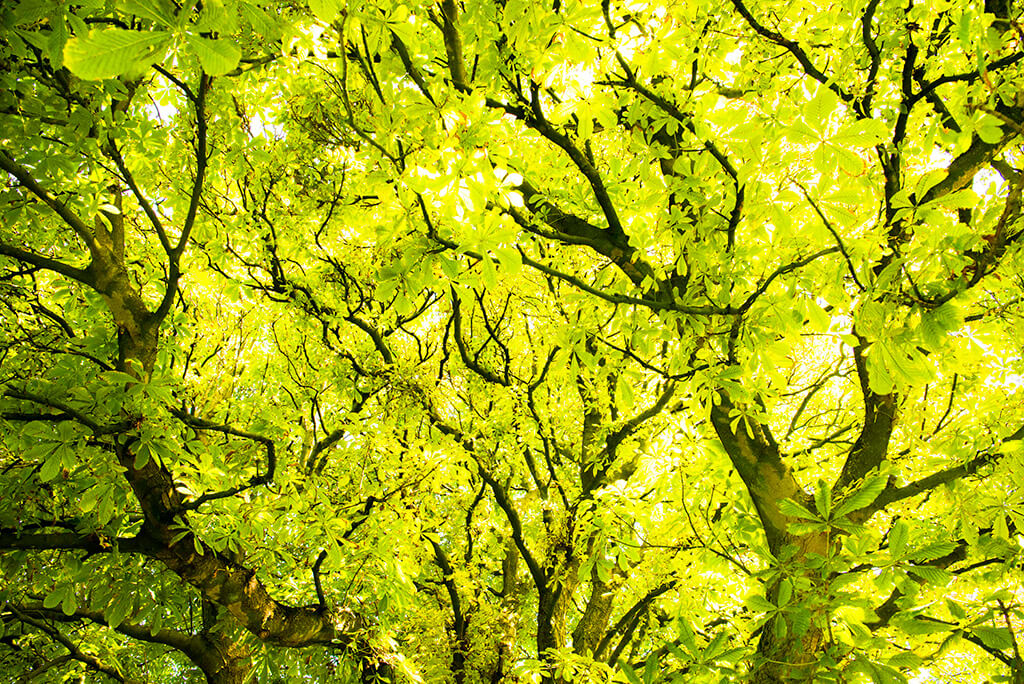 Boom Zeist Beverwijk groenvisie
