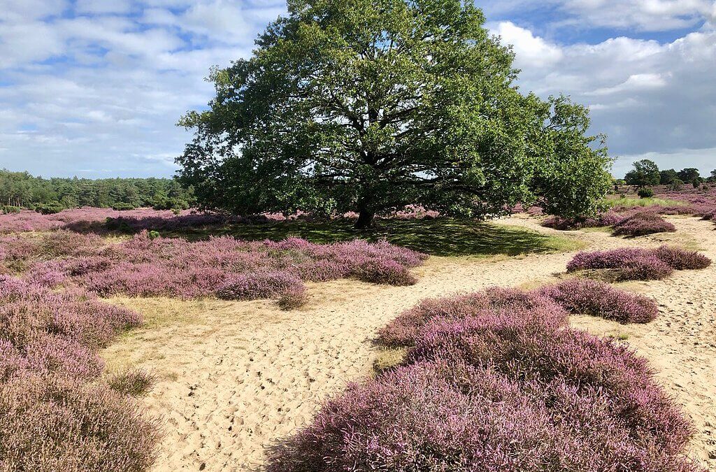 IBOR Hof van Twente brengt nog meer focus aan