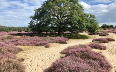 IBOR hof van Twente meer focus